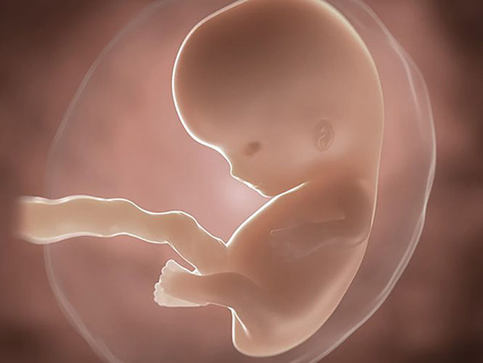 foetus pregnancy week 8