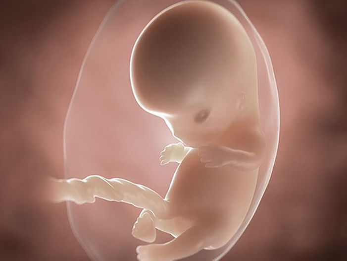 foetus pregnancy week 9