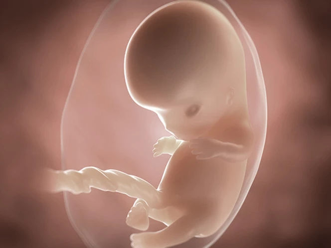  foetus-pregnancy-week-9