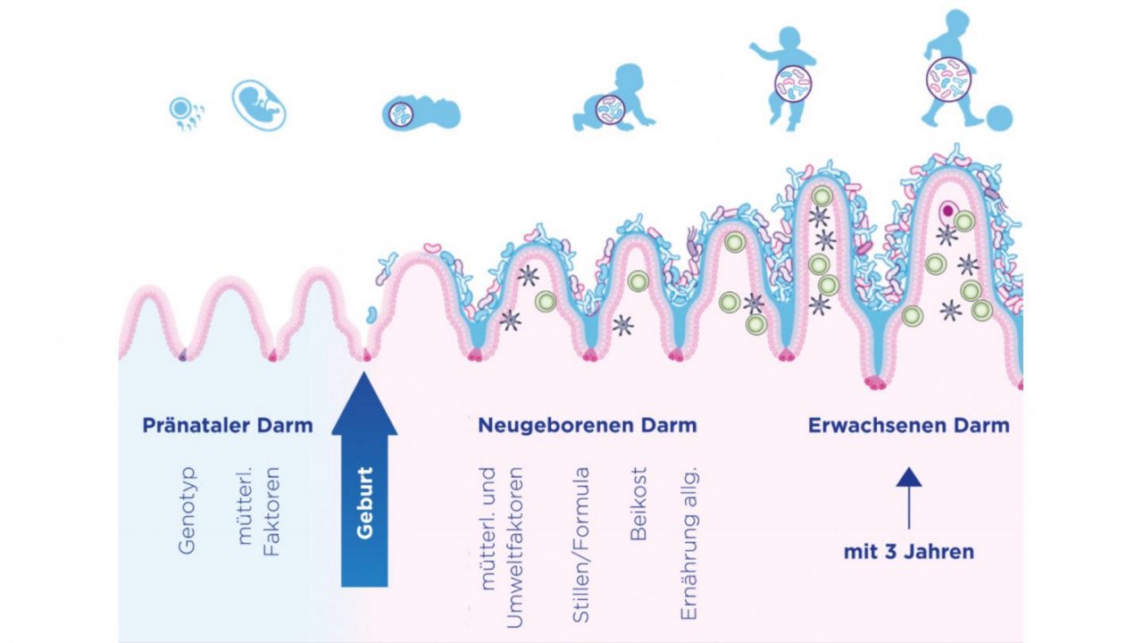 fruehkindliche_entwicklung_der_darmflora_und_des_immunsystems_adaptiert_nach_wopereis_et_al__2014_-1440x810_c-default