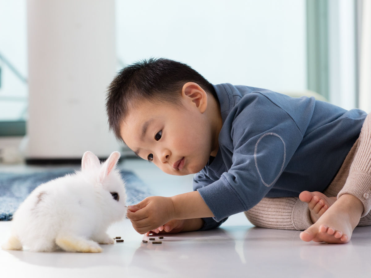 Toddlet playing with a white rabbit