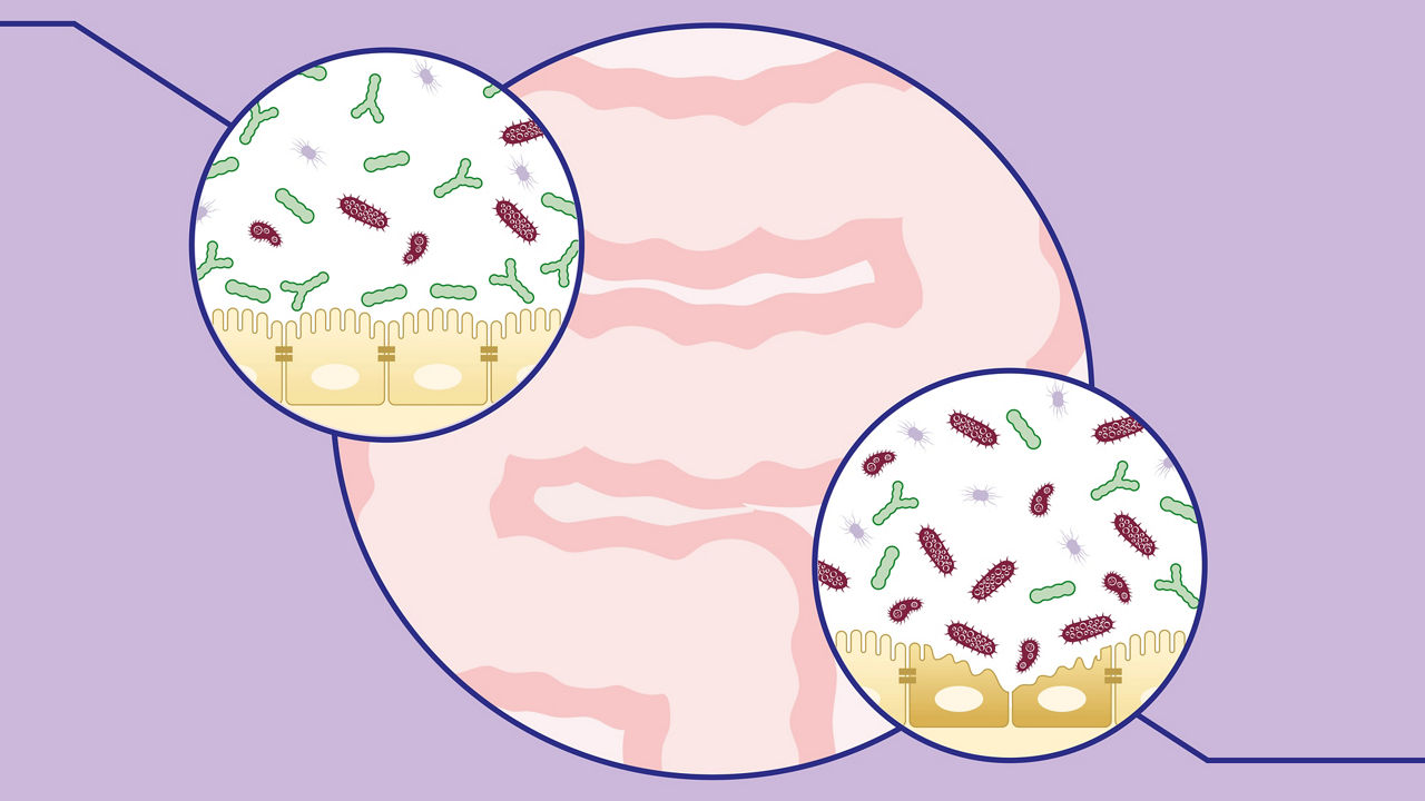 Microbiota microscope view