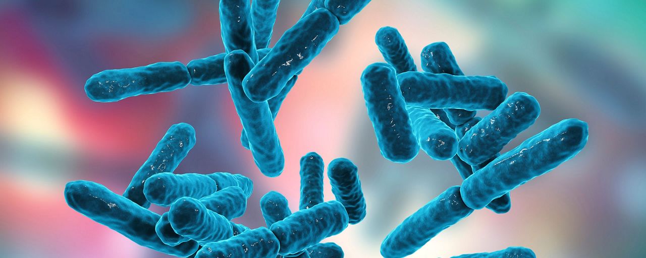 Bifidus-useful species of bacteria