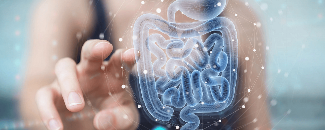 Bifidus-useful species of bacteria