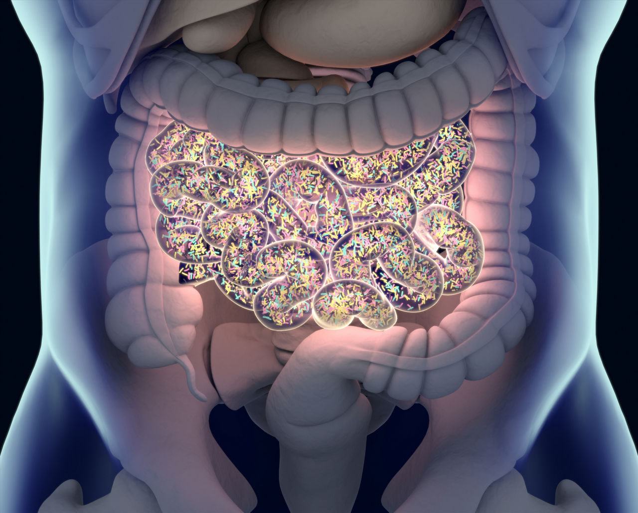 Gut bacteria , gut flora, microbiome. Bacteria inside the small intestine, concept, representation. 3D illustration. Gut bacteria , gut flora, microbiome. Bacteria inside the small intestine, concept, representation. 3D illustration.