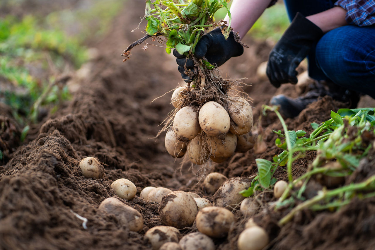 Oysters In Pregnancy