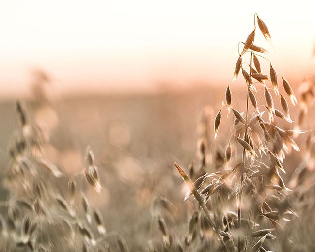 ingredients_0002s_0003_OAT-1_3