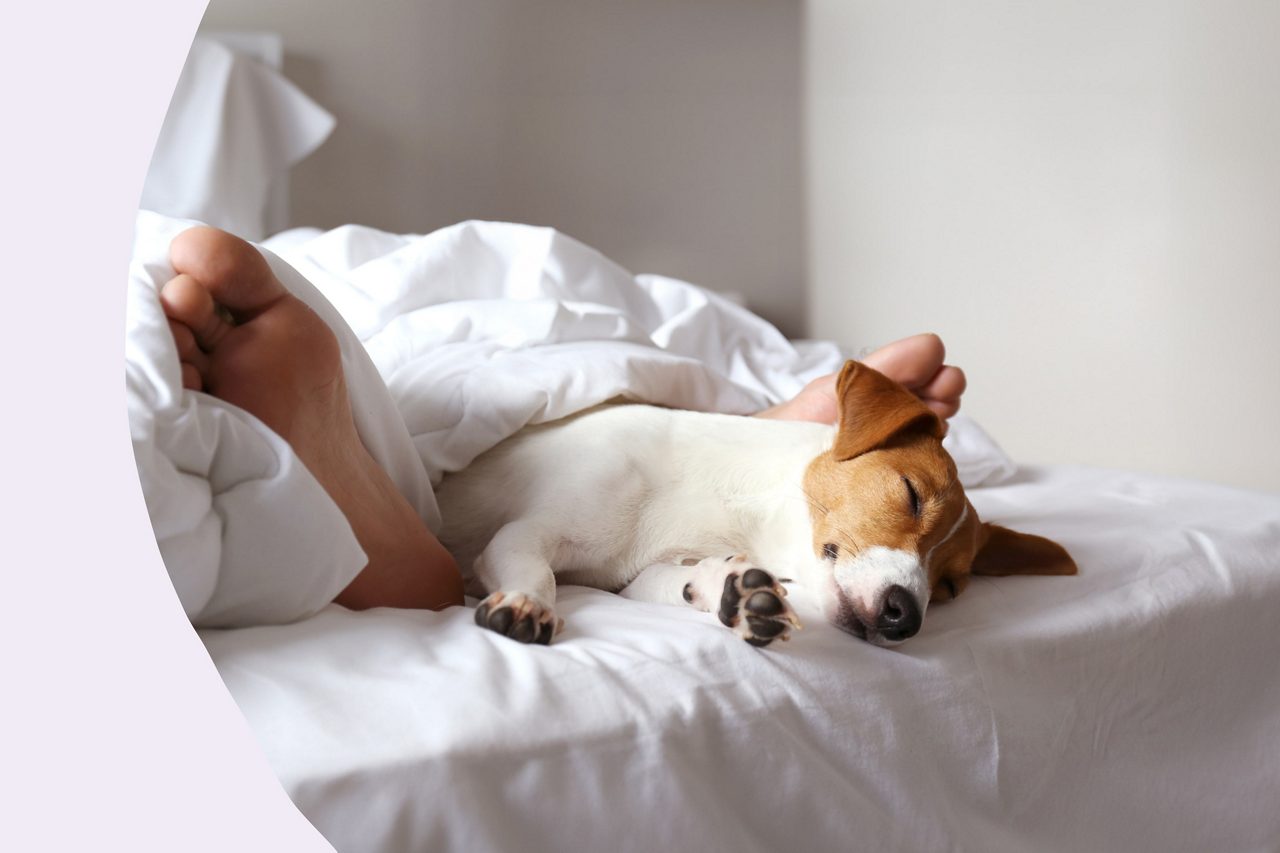 Chien qui dort sur le lit : article Zoom sur le sommeil après 50 ans