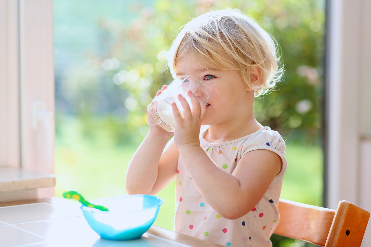 Happy little child, blonde curly toddler girl, enjoying healthy breakfast eating oatmeal porridge and drinking milk sitting in high chair at bright sunny kitchen next to big garden view window