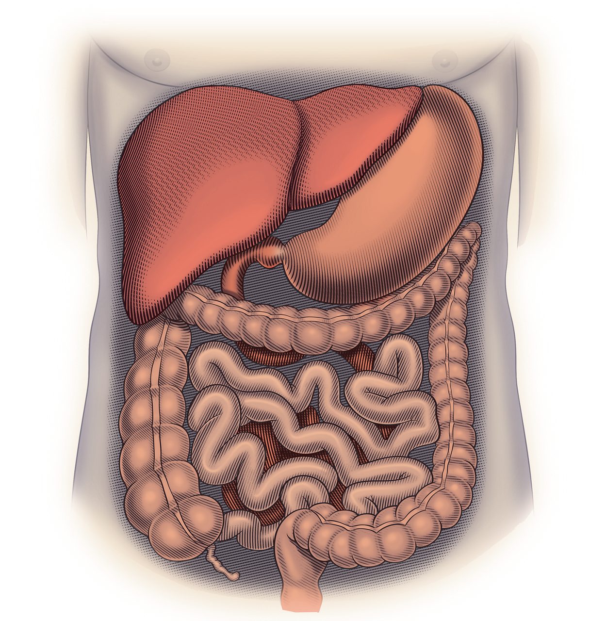 Fortisip Compact Fibre intestine diagram