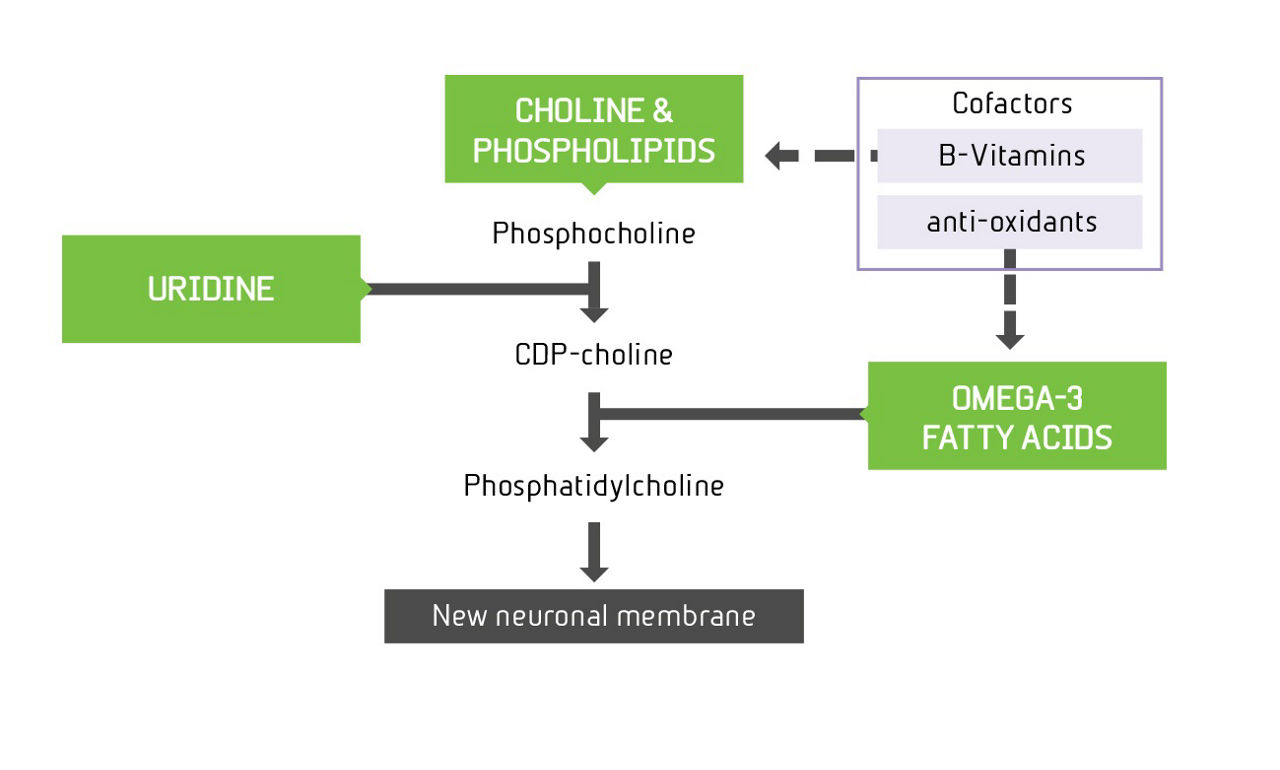 Souvenaid synthesising new neuronal membranes image
