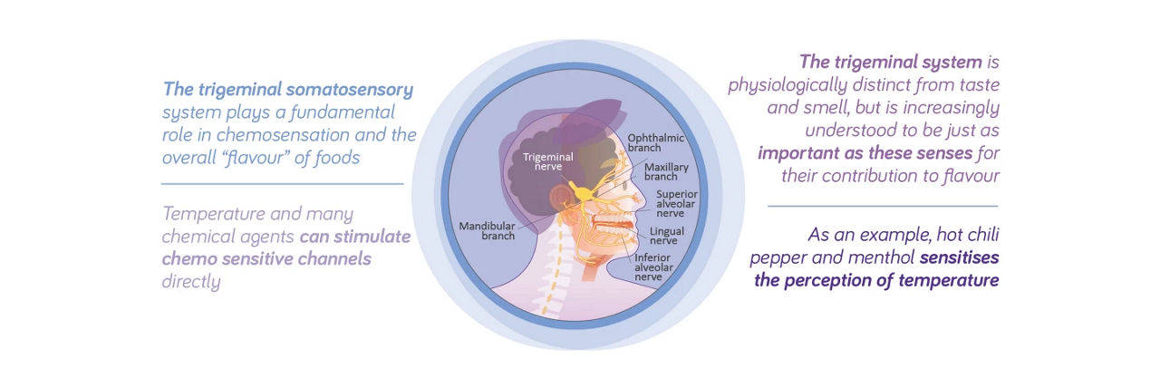 oncology-trigeminal-nerve