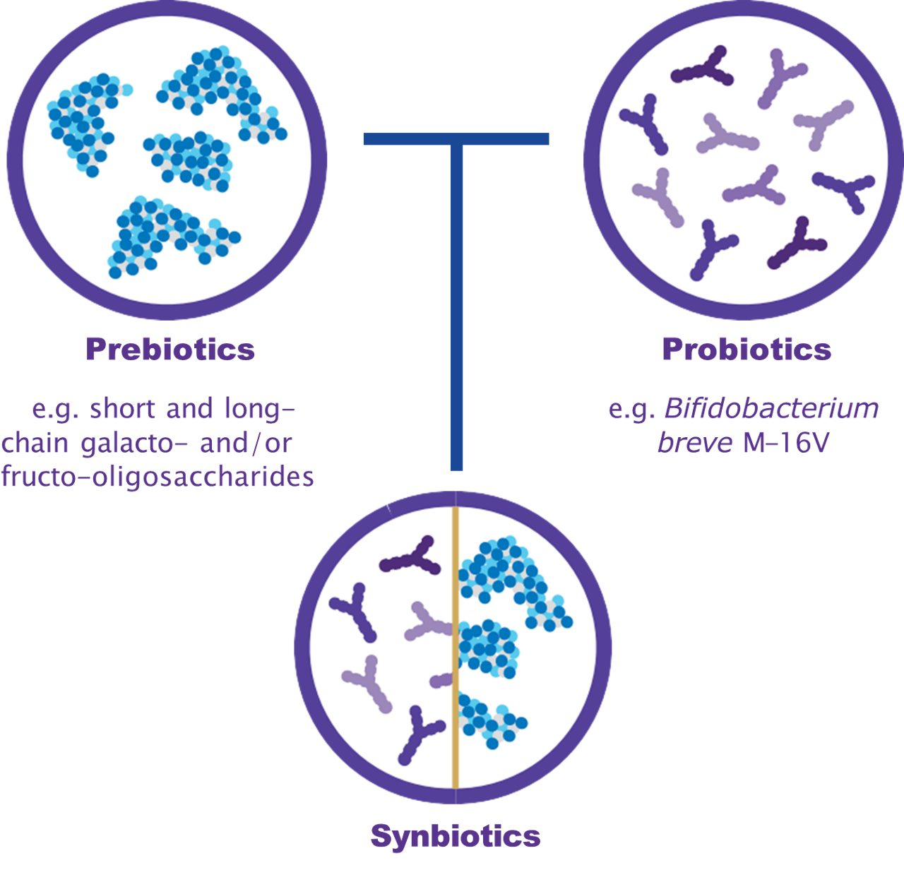 prebiotics probiotics synbiotics graphic 