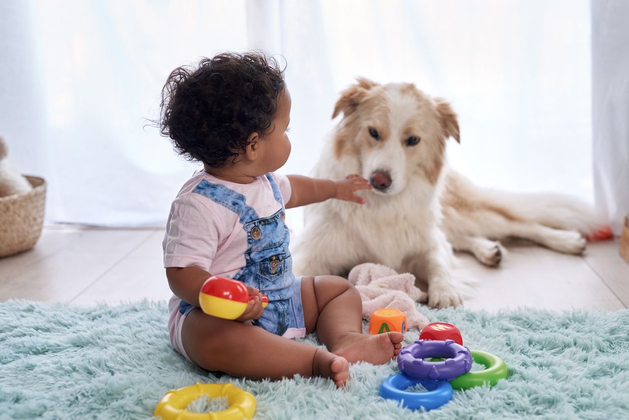 Baby girl sitting on floor playing with family pet dog, child friendly border collie; Shutterstock ID 1331237522; purchase_order: DNC Thumbnails; job: Articles; client: ; other: 