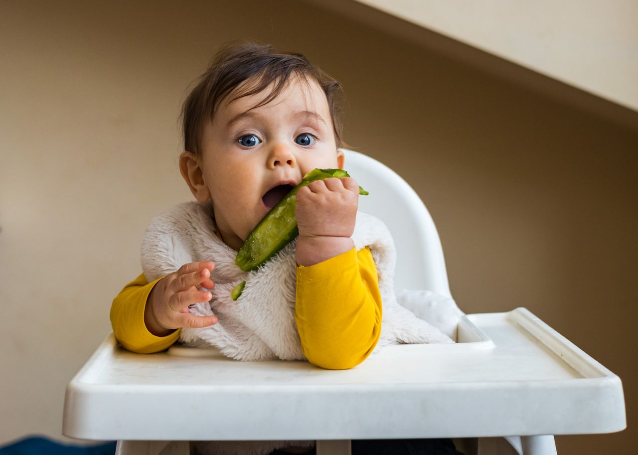 Healthy cute caucasian baby boy have, eat vegan raw supplementary food at home in his highchair with cucumber. Vegan infant concept.; Shutterstock ID 1691939848; purchase_order: DNC Thumbnails; job: Webinars 1 (50/189); client: ; other: 