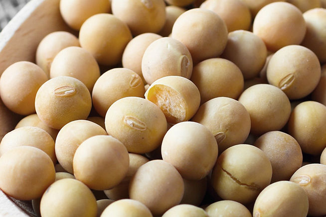 Soya bean