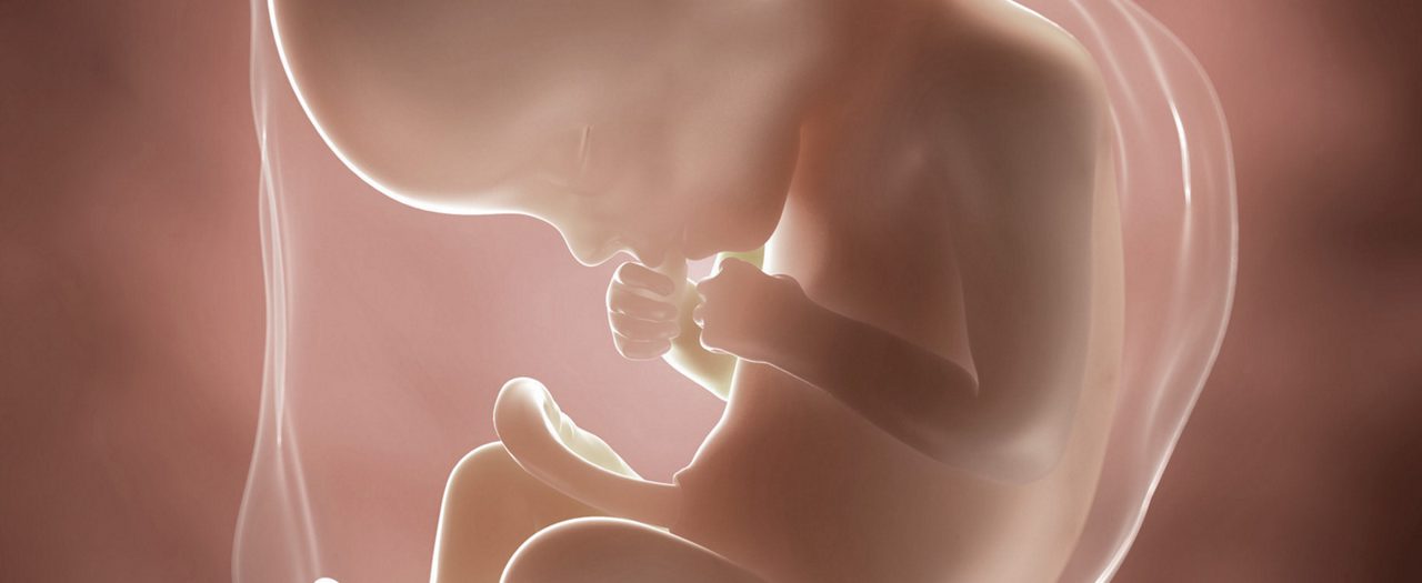Ssw 22 embryo