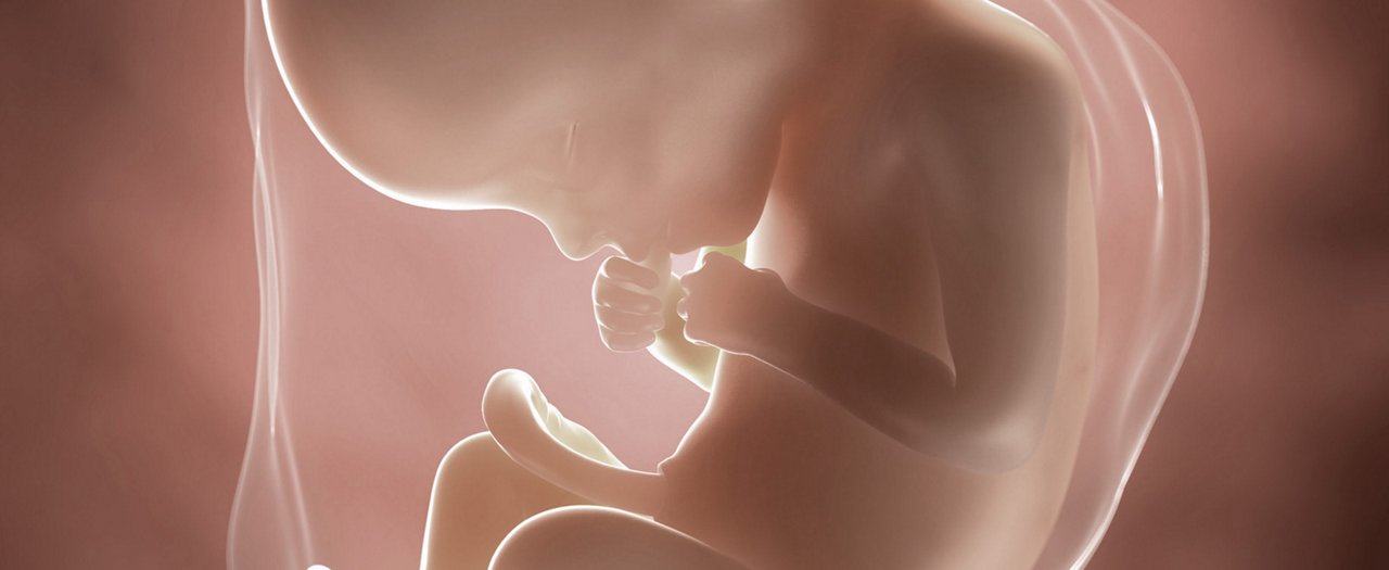 Ssw 22 embryo