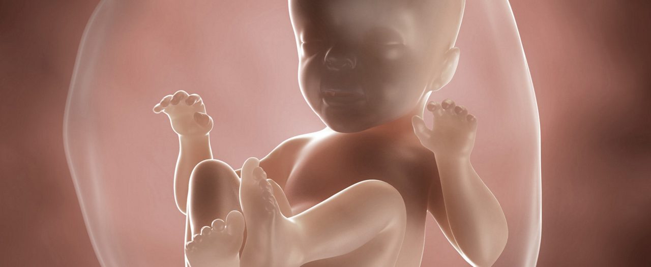 Abbildung eines Embryo
