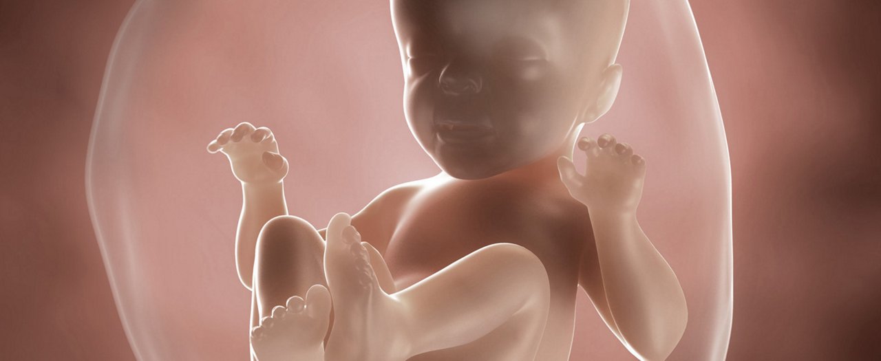 Abbildung eines Embryo