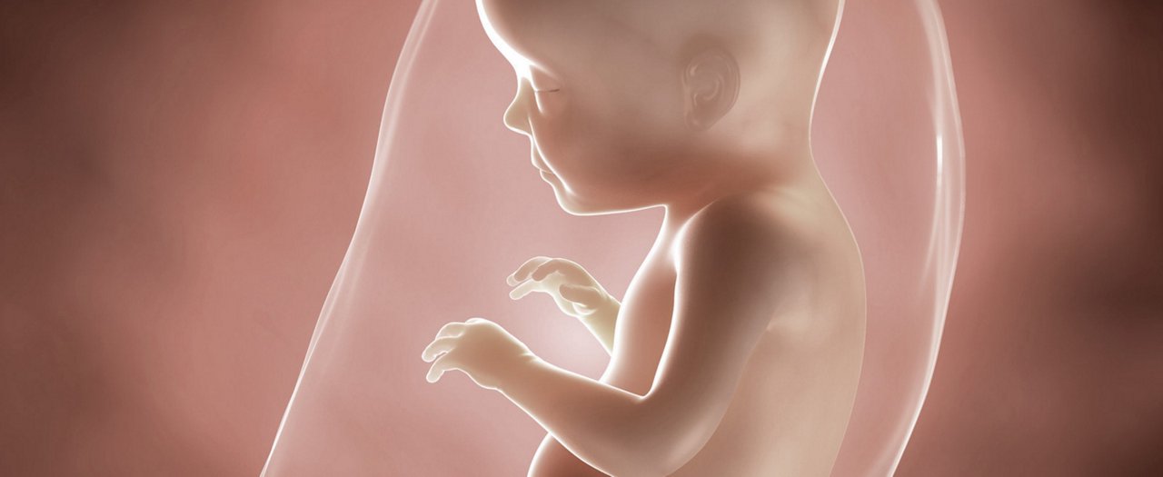 Ssw 28 embryo
