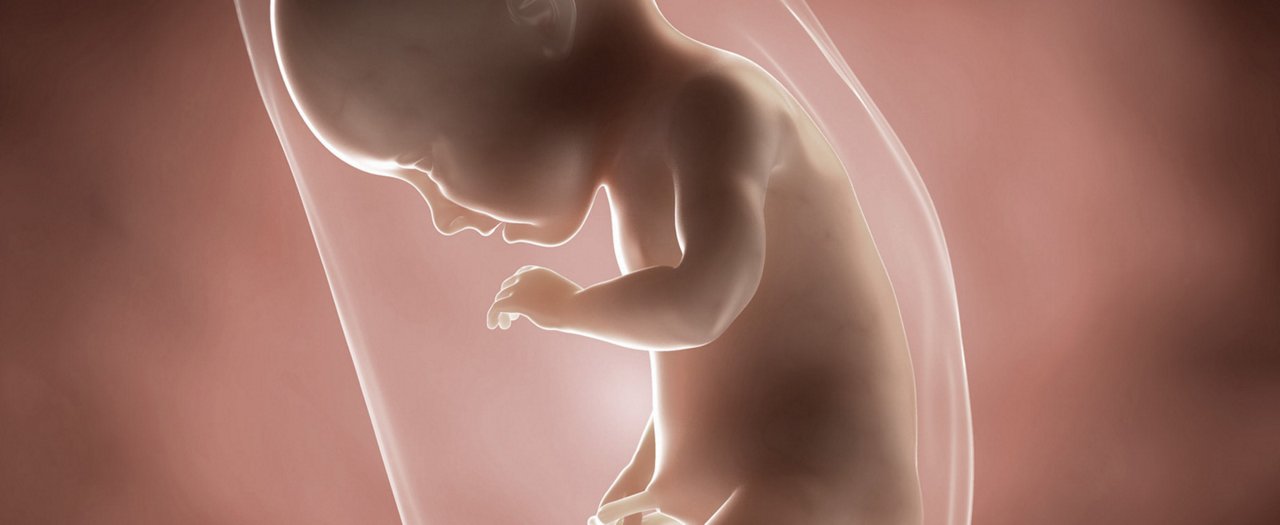 Ssw 34 embryo