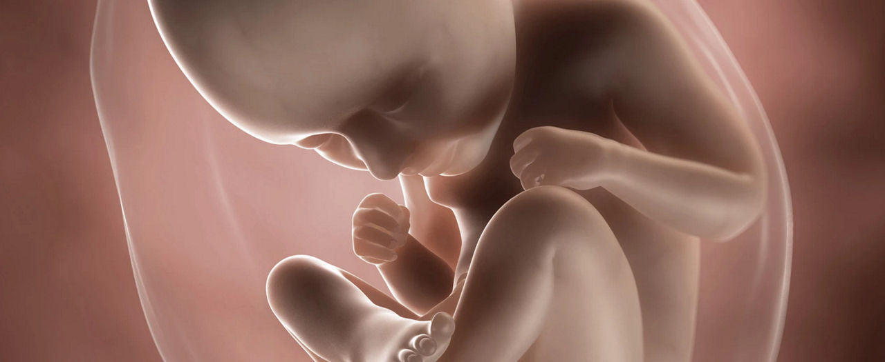 foetus-pregnancy-week 5