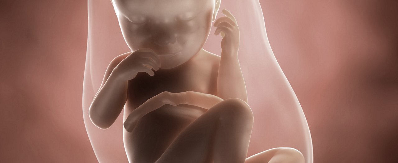 Ssw 37 embryo
