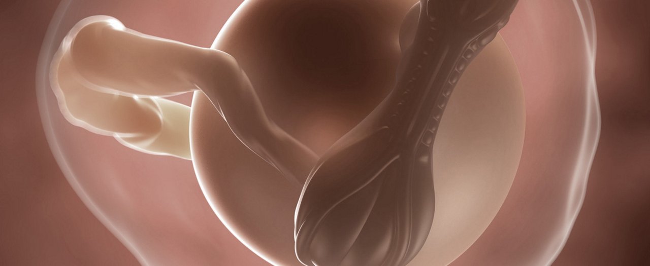 Ssw 4 embryo
