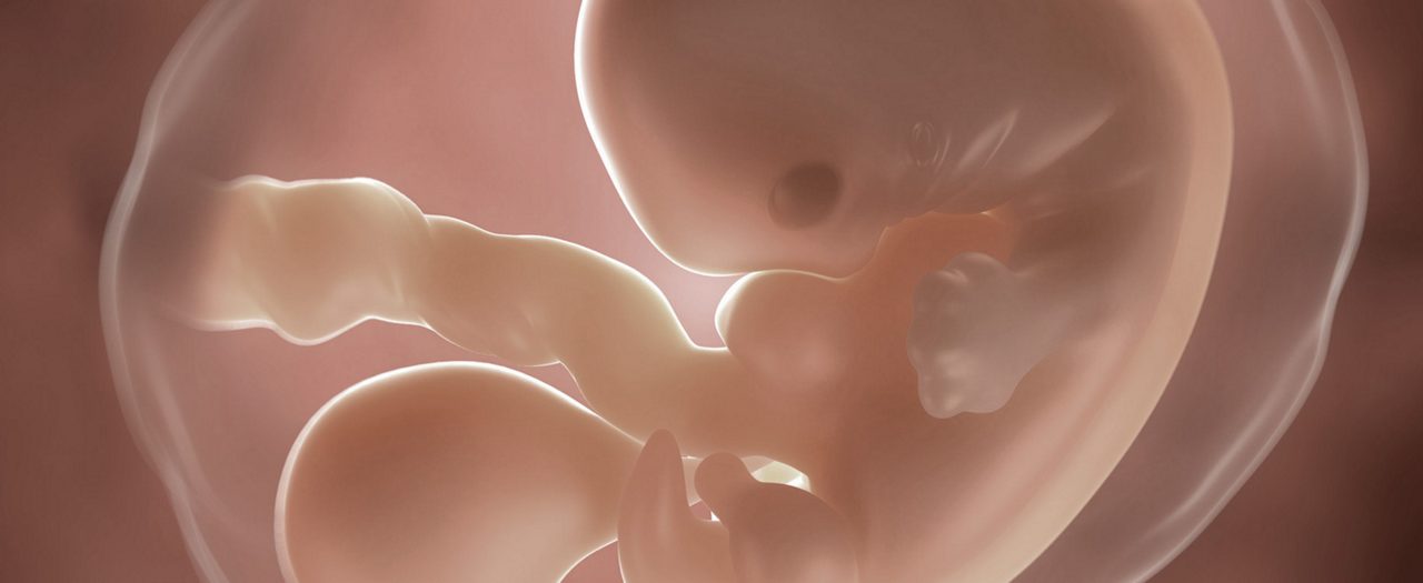 SSW 5 Embryo