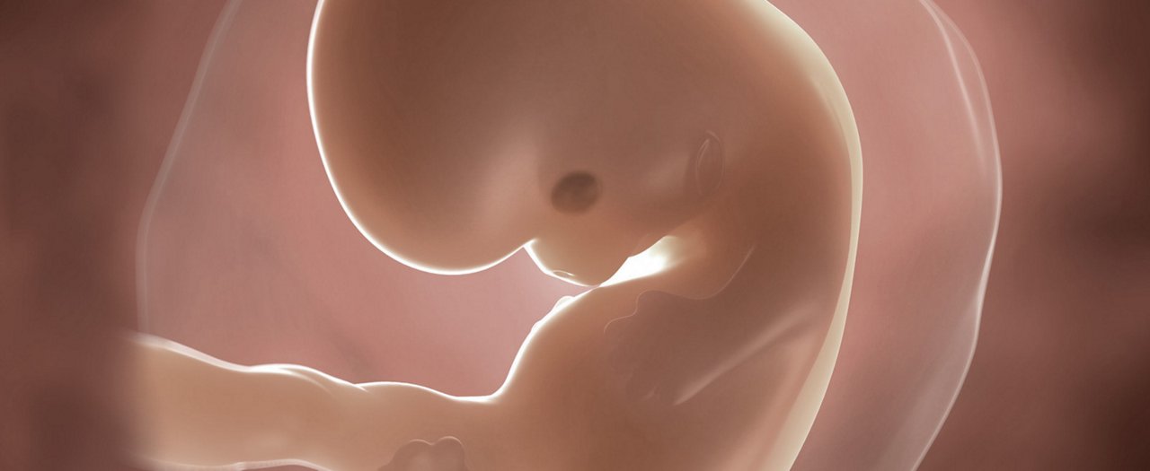 Abbildung eines Embryo