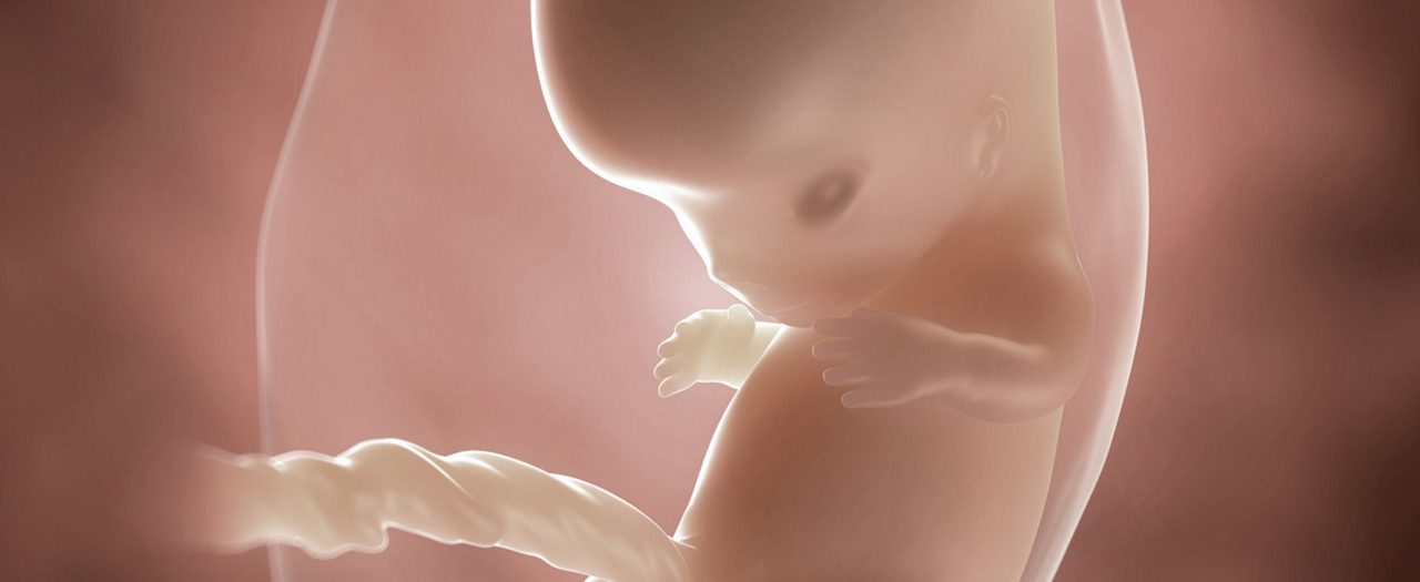 Ssw 9 embryo