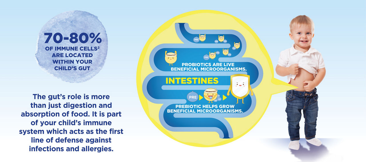 synbiotics-intestines