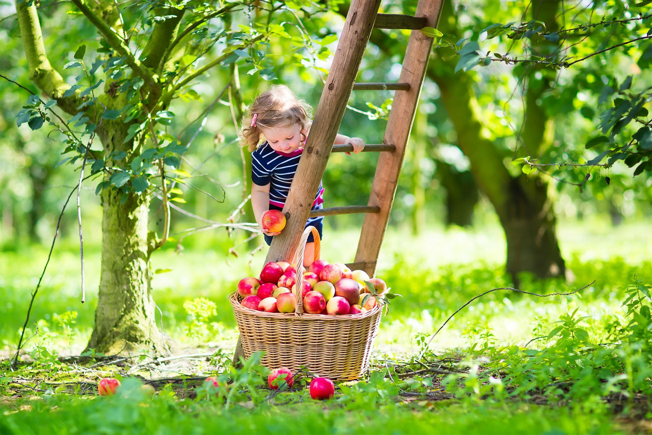 Adorable little toddler girl with curly hair wearing a blue dress climbing a ladder picking fresh apples in a beautiful fruit garden on a sunny autumn day; Shutterstock ID 214658707,cute toddler girl in orchard picking apples