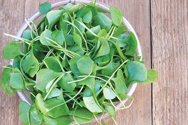 a bowl of spinach