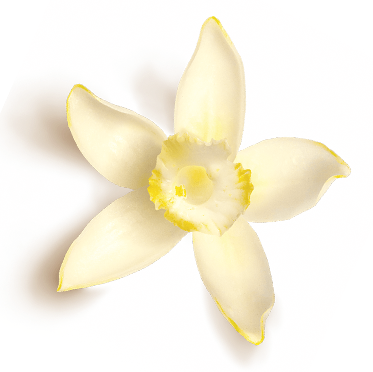 Creamy white flower with five petals