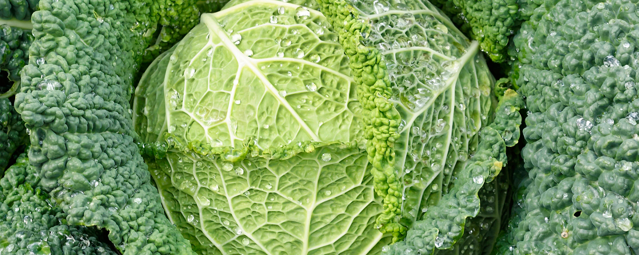 Verdura invernale a foglia larga