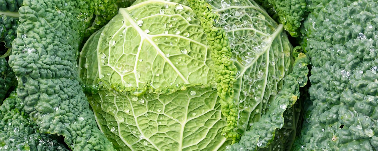 Verdura invernale a foglia larga