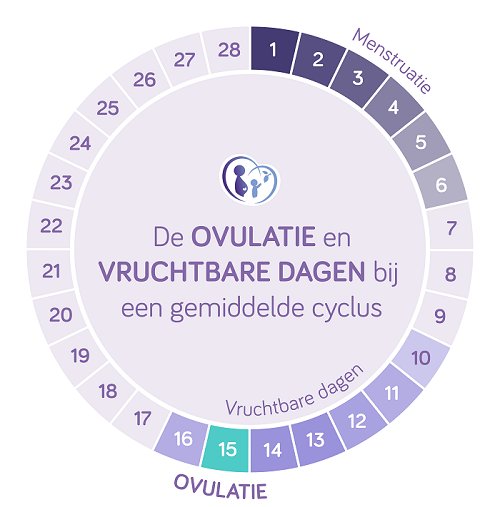 Ovulatie en vruchtbare dagen berekenen