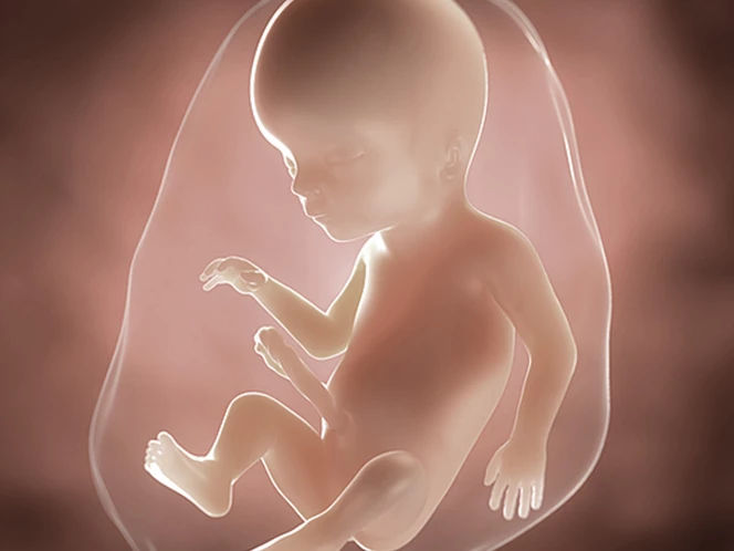 foetus-pregnancy-week-7