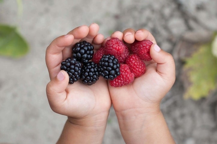 Mures dans mains enfant