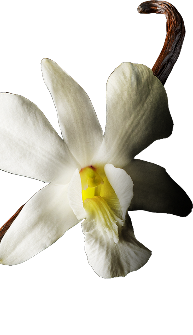 Decoration vanilla flower