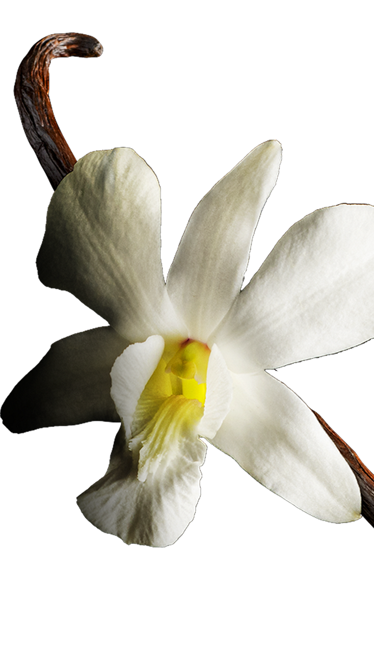 Decoration vanilla flower